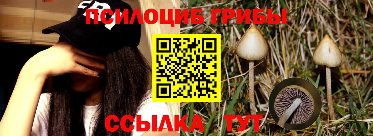 Псилоцибиновые грибы прущие грибы Татарск